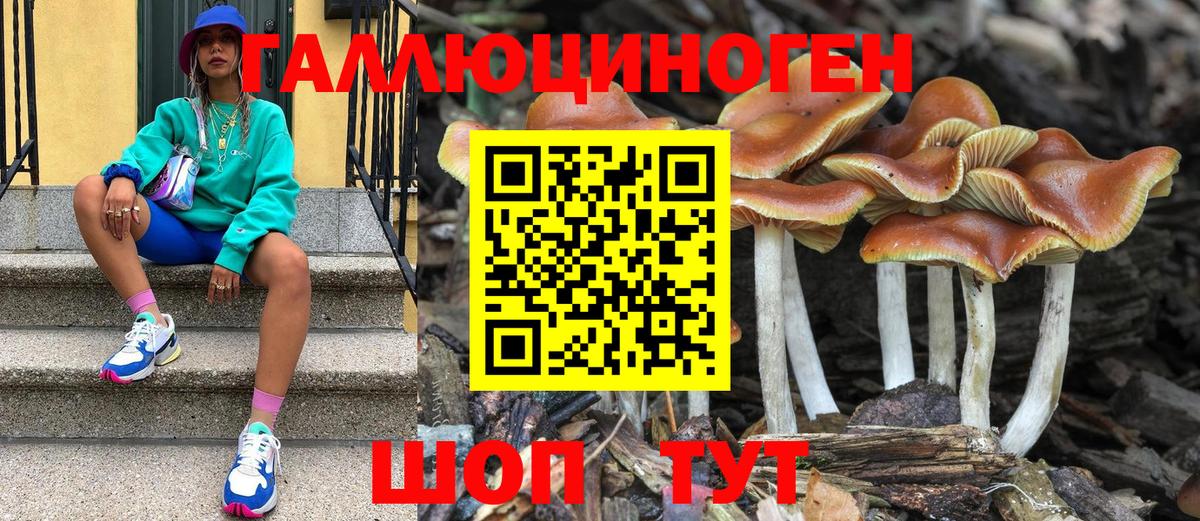 Псилоцибиновые грибы Psilocybe Осинники